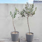 Heart Leaf Websteriana Eucalyptus Seeds online shopping
