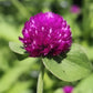 Lavender Lady Gomphrena Seeds online shopping