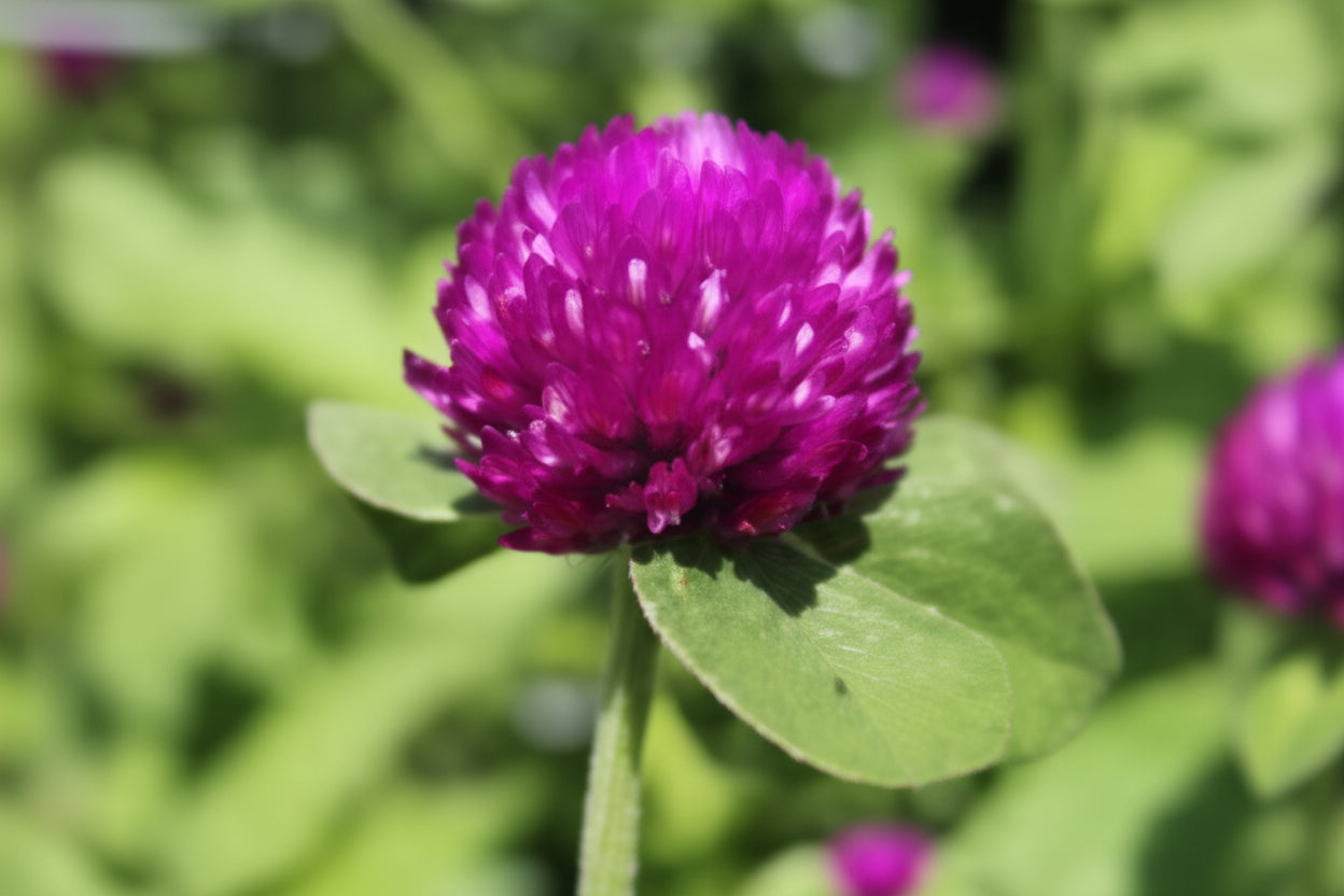 Lavender Lady Gomphrena Seeds online shopping