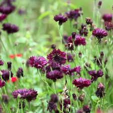 Black Ball Cornflower Seeds online shopping
