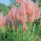 Pink Pampas Grass Seeds online shopping