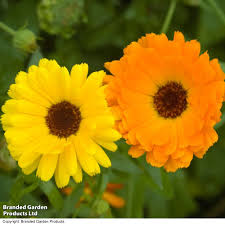Fiesta Gitana Calendula Seeds online shopping