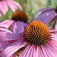 Purple Coneflowers Echinacea Seeds online shopping