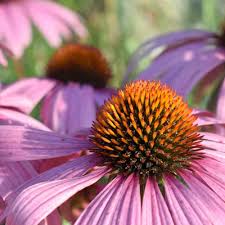 Purple Coneflowers Echinacea Seeds online shopping