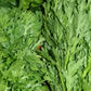 Frilly Edible Chrysanthemum Seeds online shopping