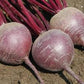 Chioggia Guardsmark Organic Beet Seeds online shopping