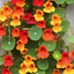 Tall Single Mix Nasturtium Seeds online shopping
