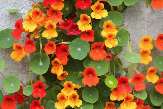 Tall Single Mix Nasturtium Seeds online shopping