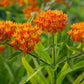 Butterfly Bush Milkweed Seeds online shopping