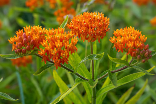 Butterfly Bush Milkweed Seeds online shopping