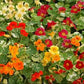 Tall Single Mix Nasturtium Seeds online shopping