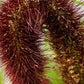 Jade Princess Millet Seeds online shopping