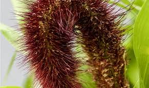 Jade Princess Millet Seeds online shopping