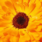 Indian Prince Calendula Seeds online shopping