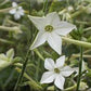 Jasmine Tobacco Nicotiana Seeds online shopping