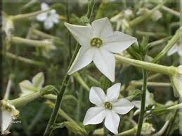 Jasmine Tobacco Nicotiana Seeds online shopping