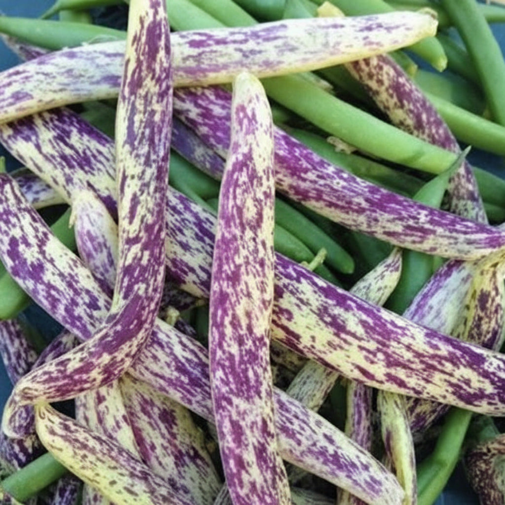 Dragon Tongue Drying Bean Seeds online shopping