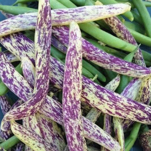 Dragon Tongue Drying Bean Seeds online shopping