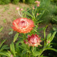 Salmon Rose Strawflower Seeds online shopping