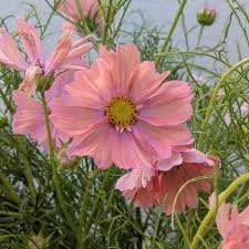 Apricott Cosmos Seeds online shopping