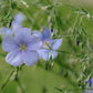 Common Flax Organic Seeds online shopping