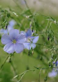 Common Flax Organic Seeds online shopping