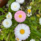 Bellis English Daisy Seeds online shopping