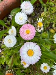 Bellis English Daisy Seeds online shopping