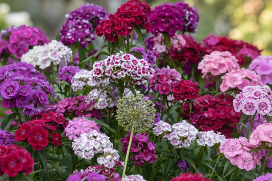 Sweetness Dianthus Seeds online shopping