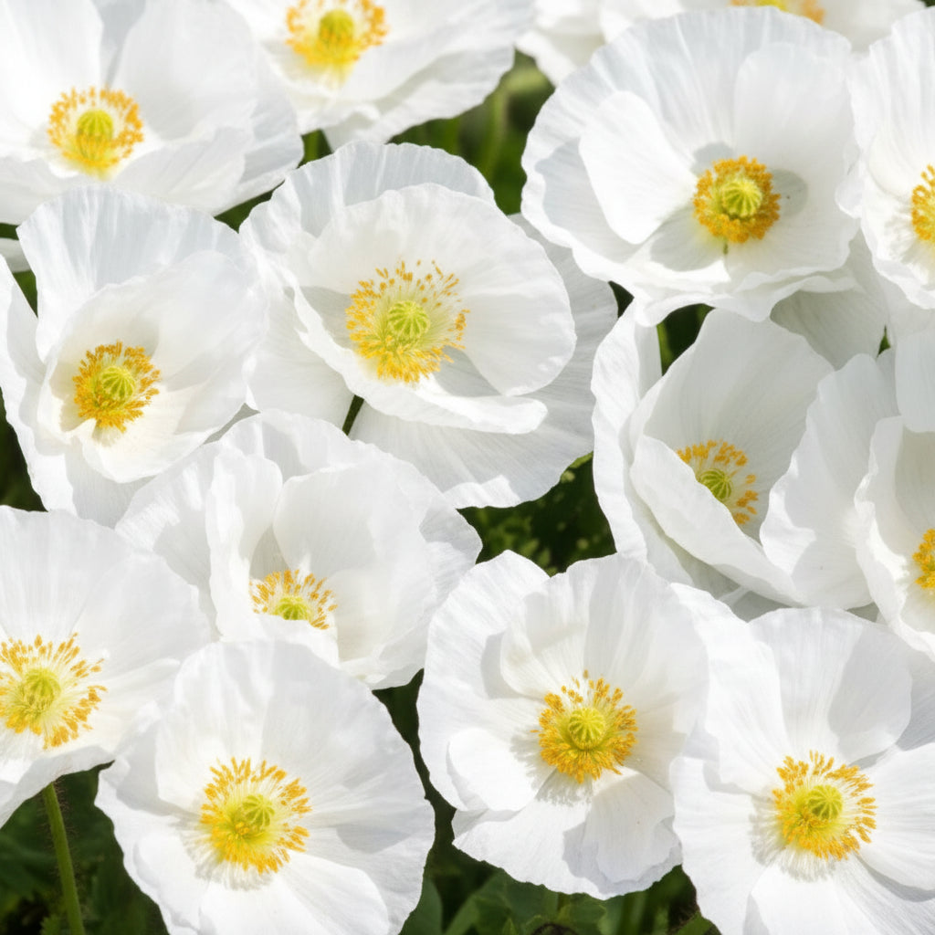 Bridal Silk Poppy Seeds online shopping