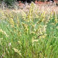 Orchard Grass Seeds online shopping