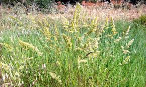Orchard Grass Seeds online shopping