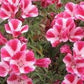 Farewell to Spring Clarkia Seeds online shopping