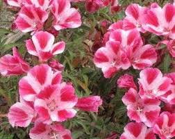 Farewell to Spring Clarkia Seeds online shopping