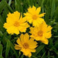 Lanceleaf Coreopsis Seeds online shopping