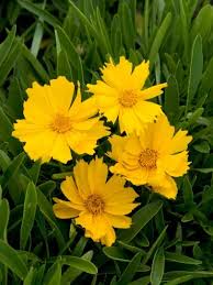 Lanceleaf Coreopsis Seeds online shopping