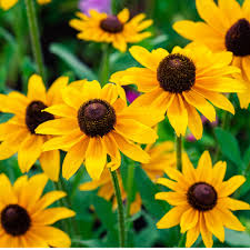 Black Eyed Susan Rudbeckia Seeds online shopping