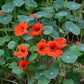 Empress of India Nasturtium Seeds online shopping