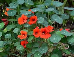 Empress of India Nasturtium Seeds online shopping