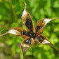 Red Columbine Aquilegia canadensis Seeds online shopping