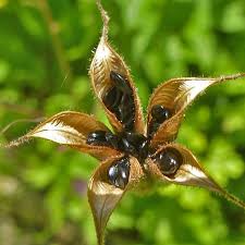 Red Columbine Aquilegia canadensis Seeds online shopping