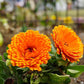 Indian Prince Calendula Seeds online shopping