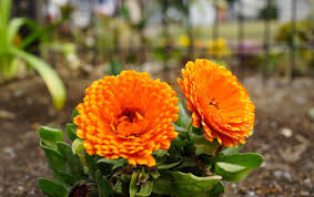 Indian Prince Calendula Seeds online shopping