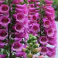 Foxglove Digitalis Seeds online shopping