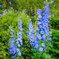 Rocket Larkspur Delphinium Seeds online shopping