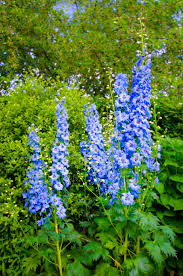 Rocket Larkspur Delphinium Seeds online shopping