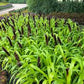 Jade Princess Millet Seeds online shopping