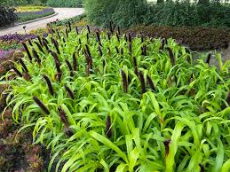 Jade Princess Millet Seeds online shopping