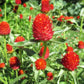Strawberry Fair Gomphrena Seeds online shopping