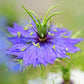 Persian Jewels Nigella Seeds online shopping
